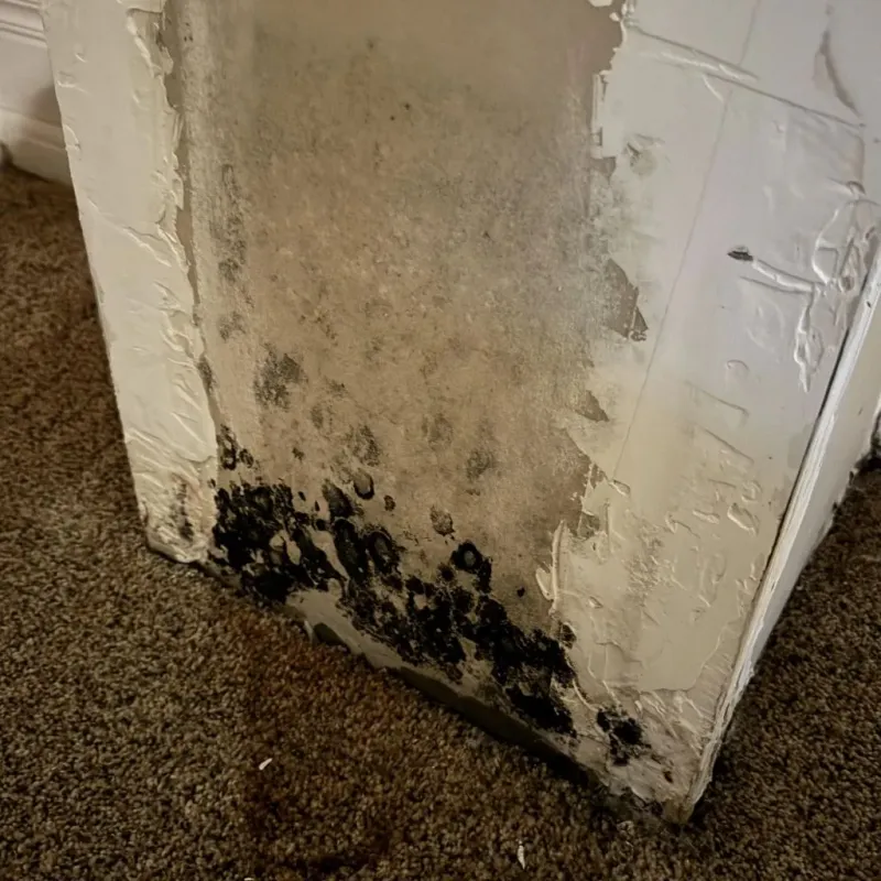 Professional Mold Removal in Von Ormy, TX